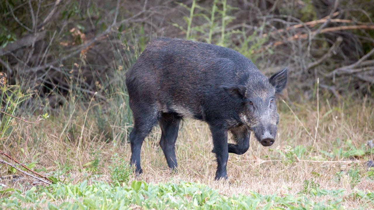 Boar Stack Michigan lawmakers probe DNR's feral pig enforcement tactics