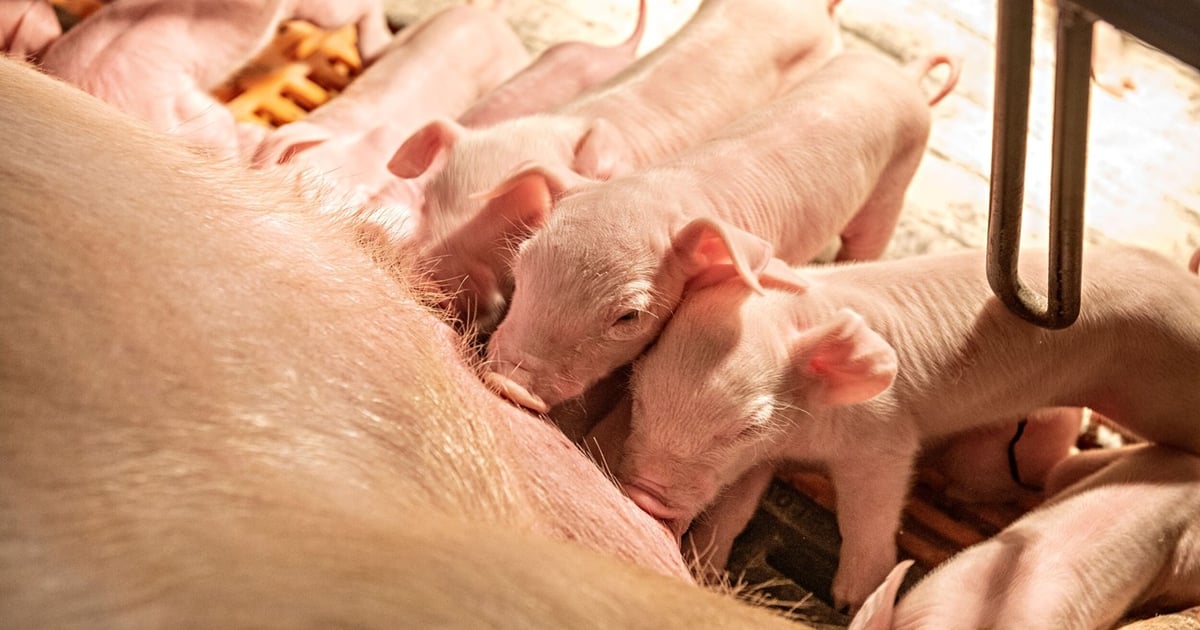 SHIC drives swine health research with record proposals in 2025