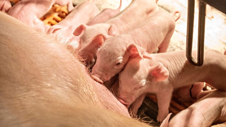 NPB Brinker Farms Litter
