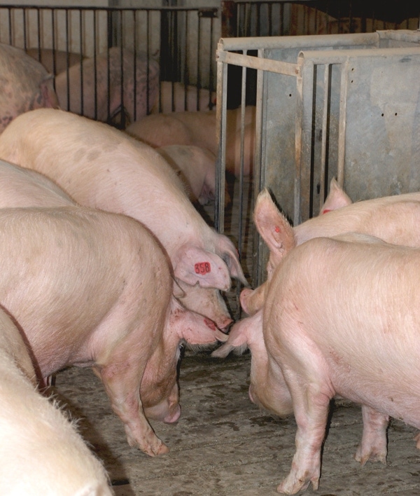 Seeing the light: Oral melatonin may aid fertility in gilts, sows