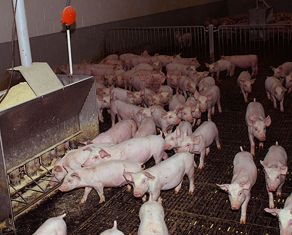 Research looks at economics of livestock antibiotic use