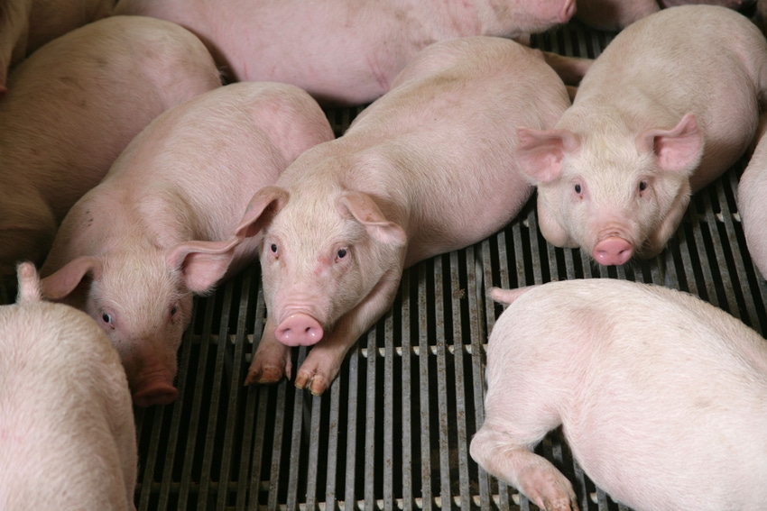 Competition to supply world with pork is heating up