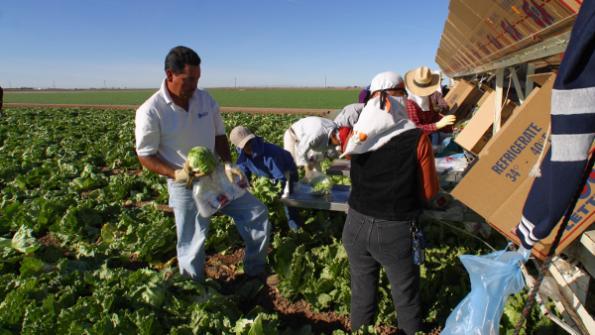 Ruling Renews Agriculture’s Call for Reliable Labor Law