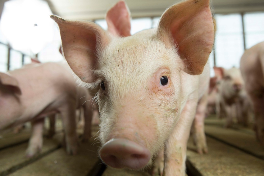 Feeder Pig, Close Up.jpg