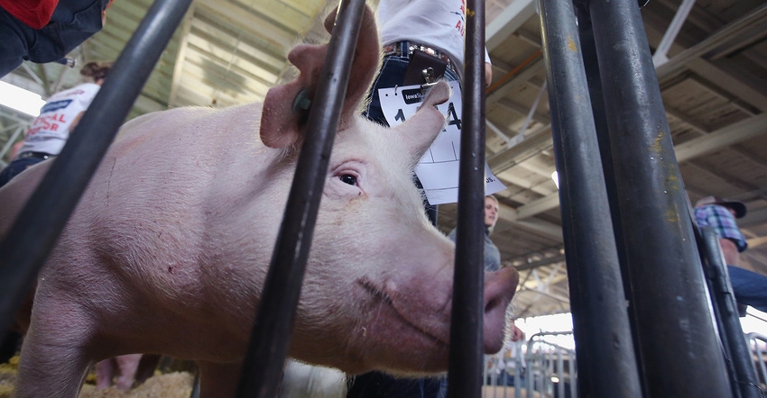 Pig at the Iowa State Fair