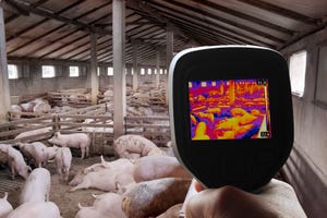 Handheld thermal imaging device being used on a pig farm