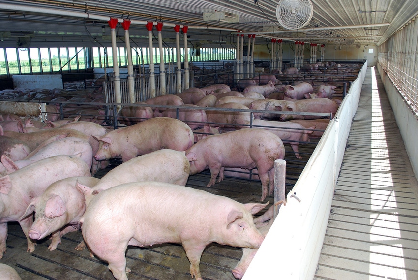 Excellent pork demand has been the driver