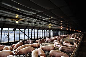 Hog prices decline on increasing hog slaughter