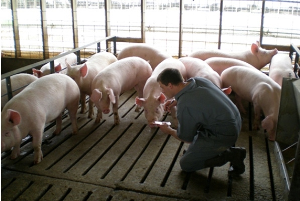 What's the effectiveness of OvuGel administration on weaned sows