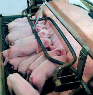 Study looks at effect of sow lactation crate size on litter performance