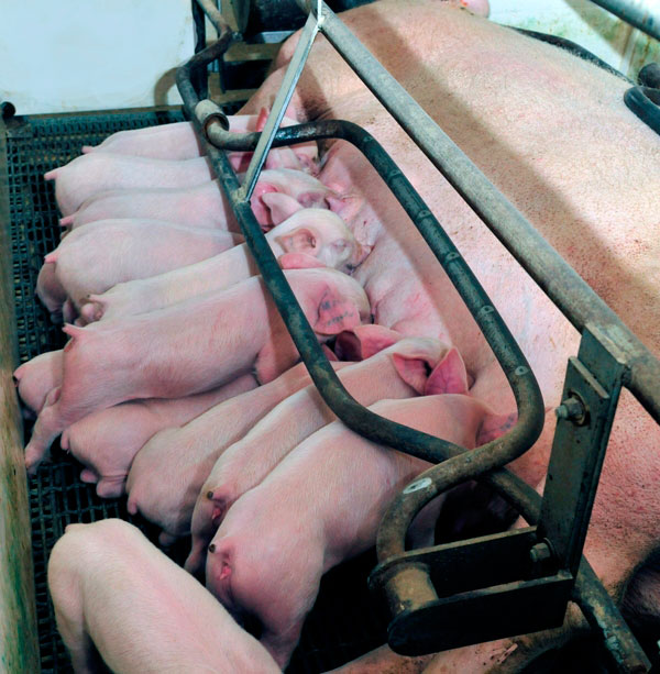 Study looks at effect of sow lactation crate size on litter performance
