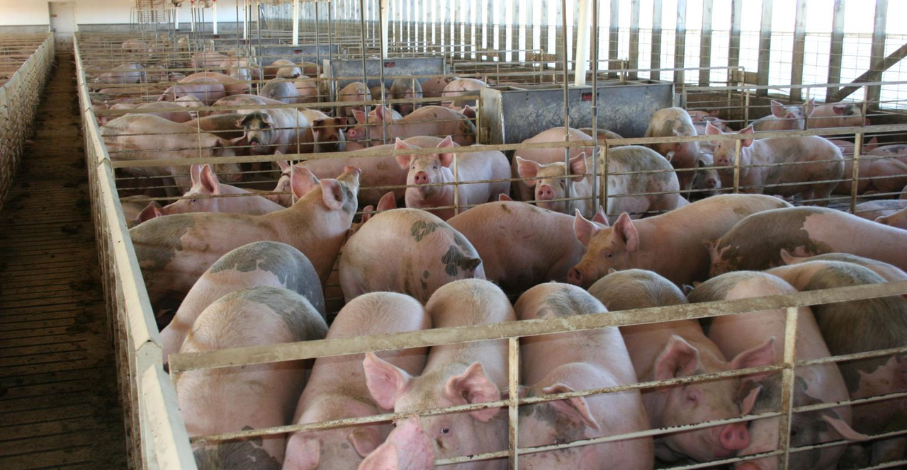 Using humic substance as a tool to improve finishing pig productivity