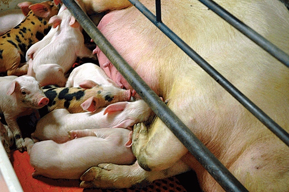 2015 Research Review: Bump feeding sows yields better piglets