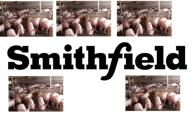 Smithfield Removes 50% Hogs off Ractopamine