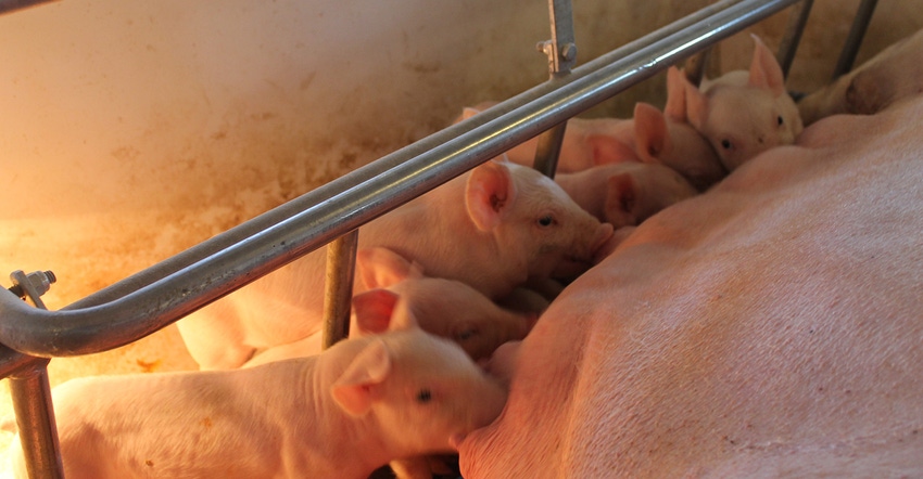 Litter of piglets nursing