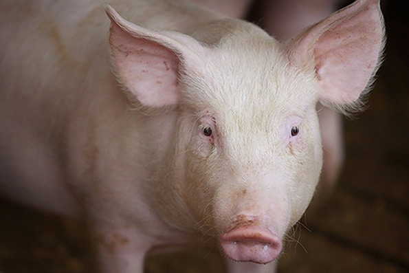 Pork industry faces tight margin year
