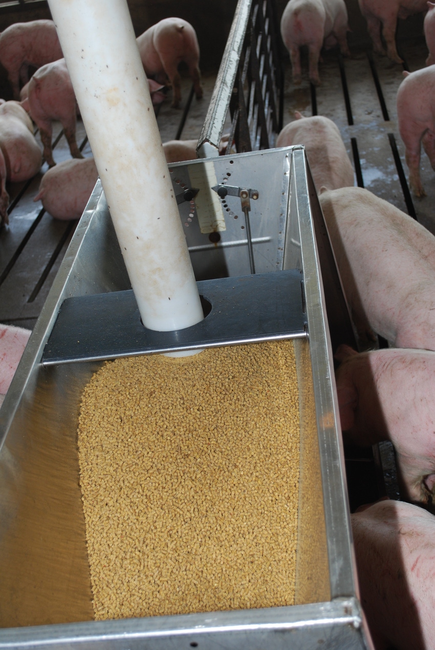Is dietary fiber a good or a bad thing for pigs?
