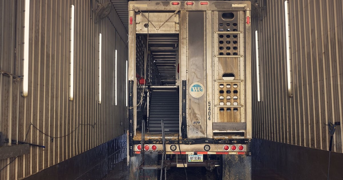 Study finds biosecurity gaps in swine transport operations