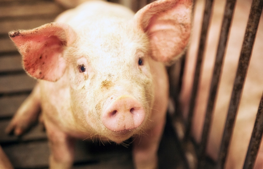 closeup of a pig