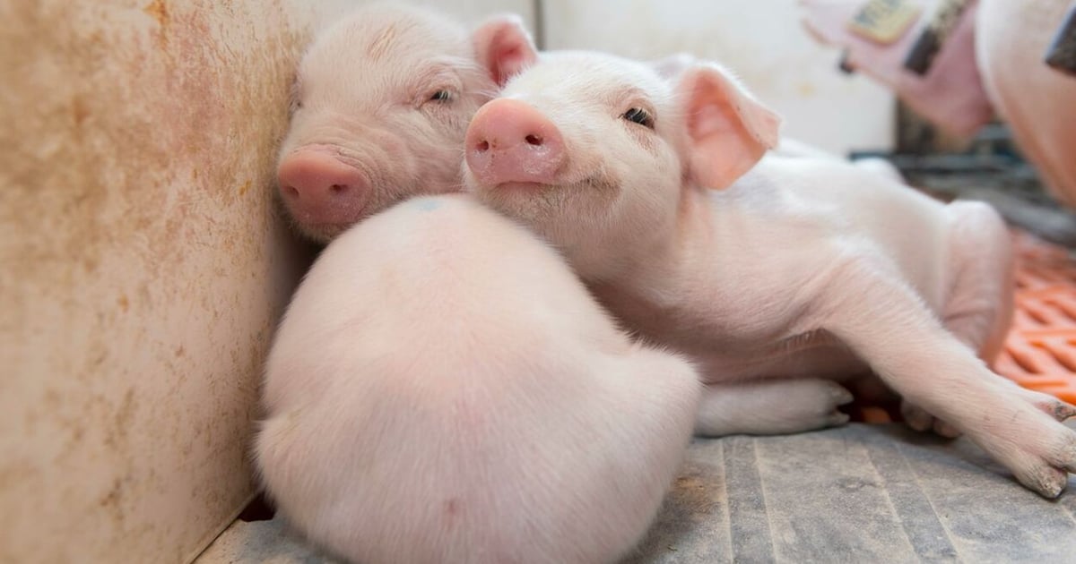 Scours In Piglets Fighting harmful diarrhea impacts in suckling-pig populations