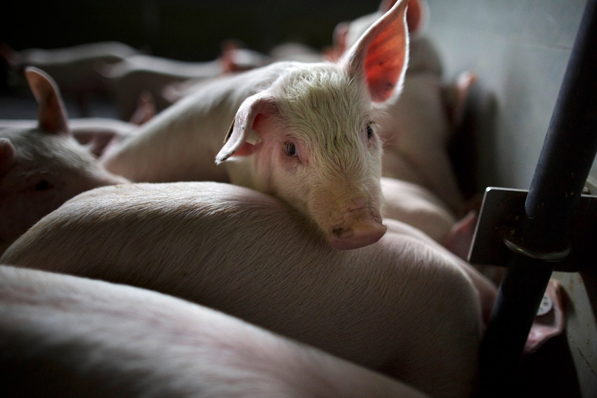 5 ways to tell your real pig farming story during Porktober