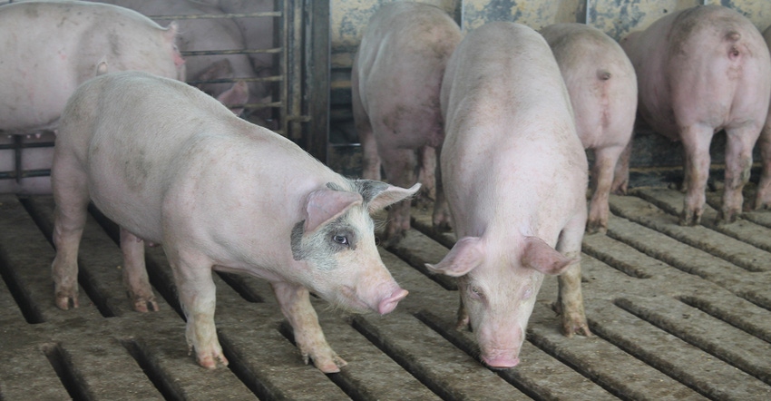 The best protection against PCV2 in a swine herd is first knowing which virus is circulating on the farm, and then using a va