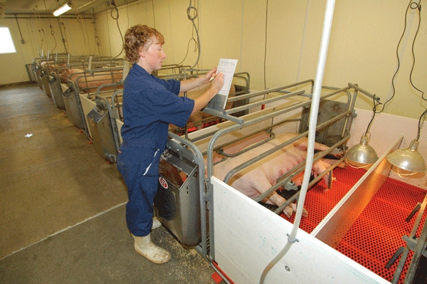 10 Tips for Young Pork Producers