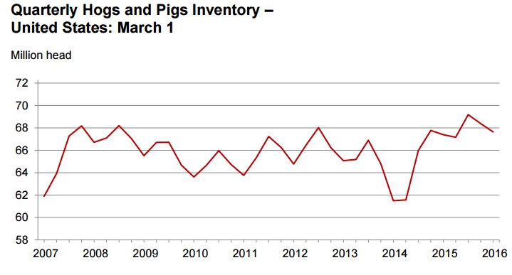 Normal returning to the hog market