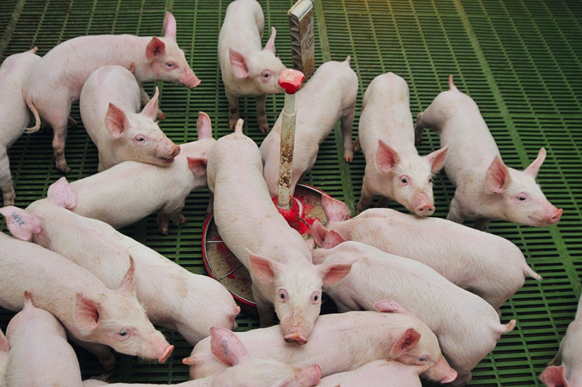 High oleic soybean oil: A DDGS substitute for growing pigs