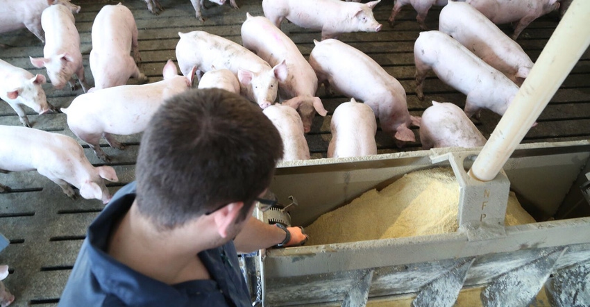 Caregiver standing by a feeder in a hog finishing barn Caregiver standing by a feeder in a hog finishing barn