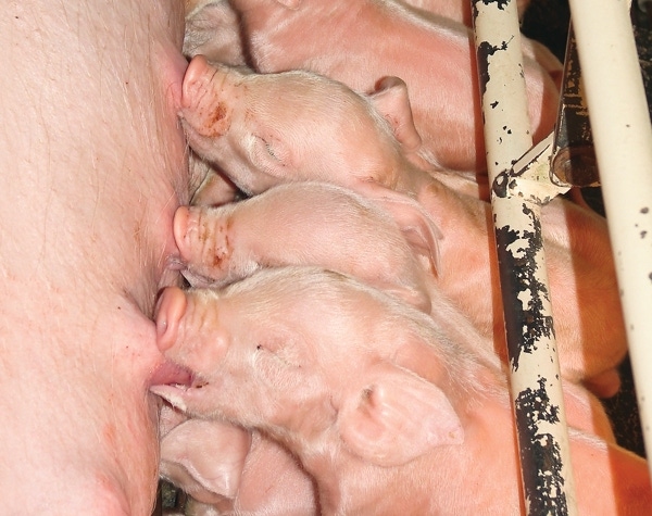PEDV May not Result in Increasing Canadian Pork Prices