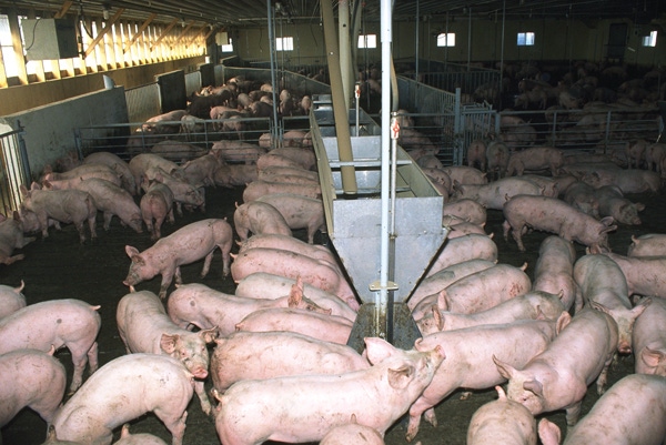 Balance phase feeding strategies and lysine specs for grow-finish pigs