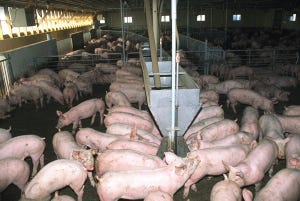 Ca and P digestion varies between gestating sows and growing pigs