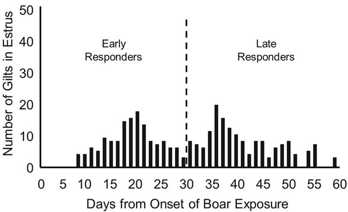  Distribution of first detected estrus when boar exposure was begun when gilts were 150 days of age. Gilts exhibiting estrus before and after 180 days of age (30 days from onset of boar exposure) were classified as early or late responders.