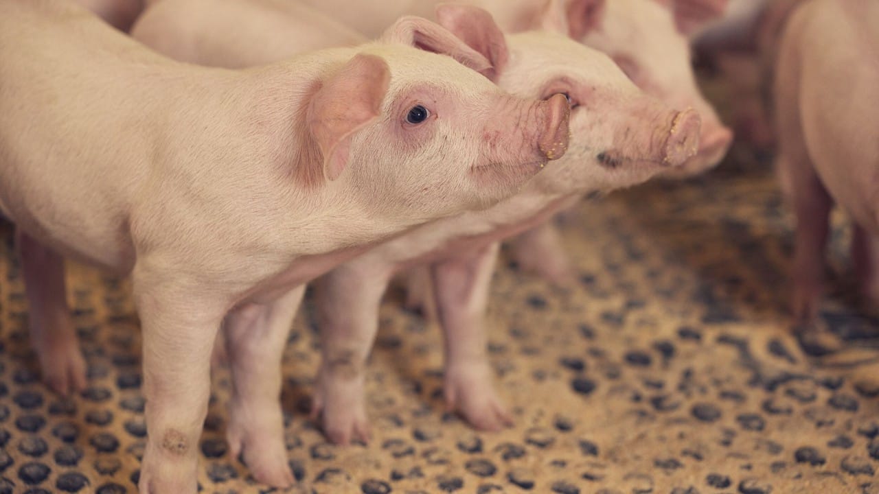 Larger pork supply, increased demand on tap for Q1 2026