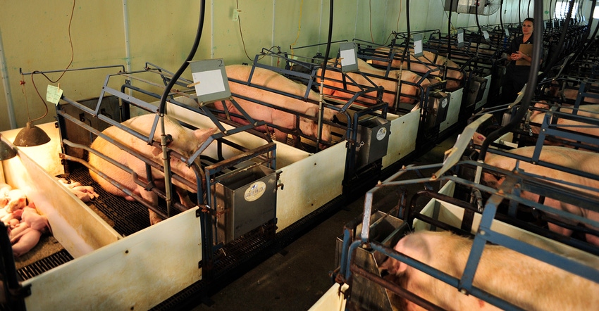 Sow in their stalls in the farrowing room