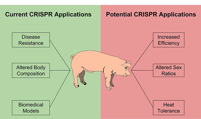  Although in its infancy, the CRISPR/Cas9 system has the potential to greatly impact the livestock production industry. Examples of active research areas and potential research areas are shown above on the left and right, respectively.