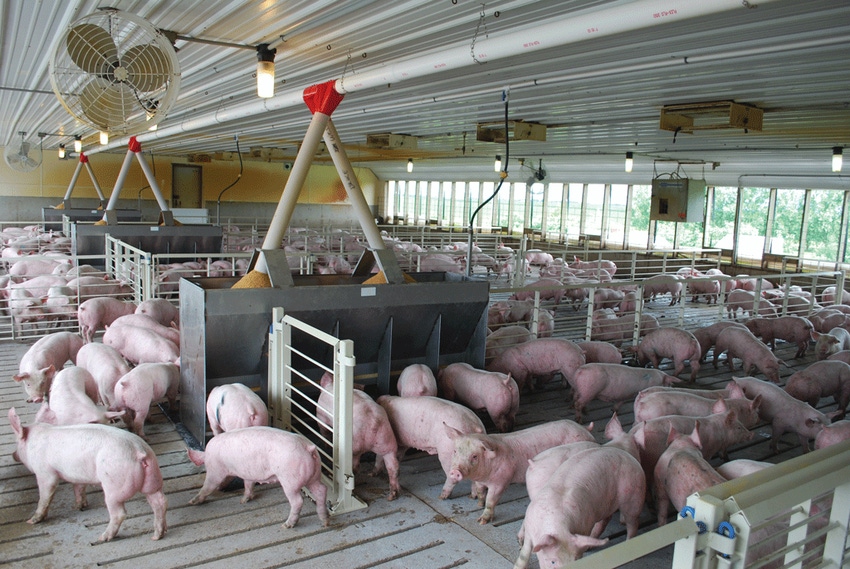 Keeping your pigs healthy takes more than antibiotics