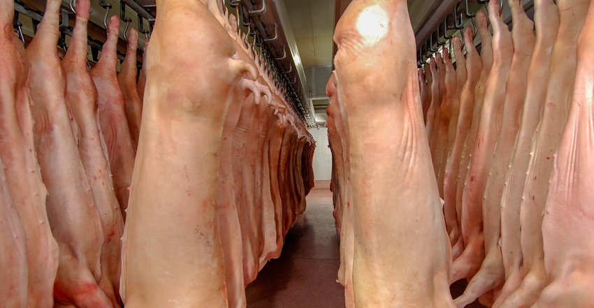 Hogs hanging in a cooler