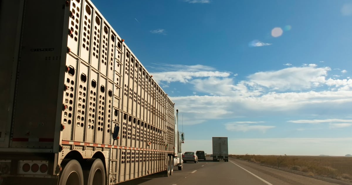 Pork producers push for highway reform in BUILD America 250 Act