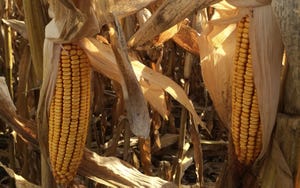 Consider cleaning corn to reduce mycotoxin content