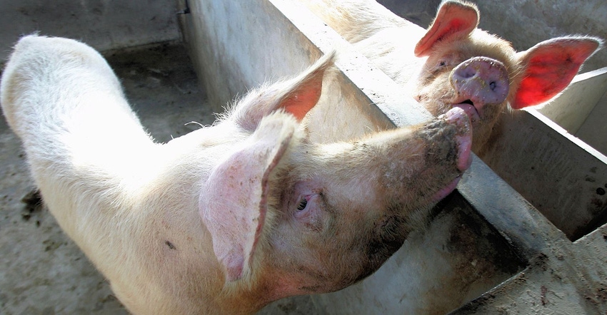 20,000 pigs at risk in latest China African swine fever outbreak