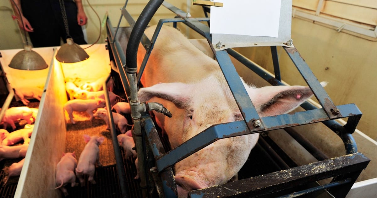 Improved sow productivity expected to push production up in 2027