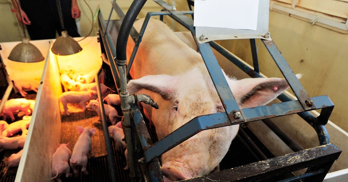 Improved sow productivity expected to push production up in 2027