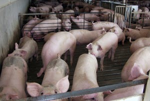 Pork Profit Outlook Gets Trimmed