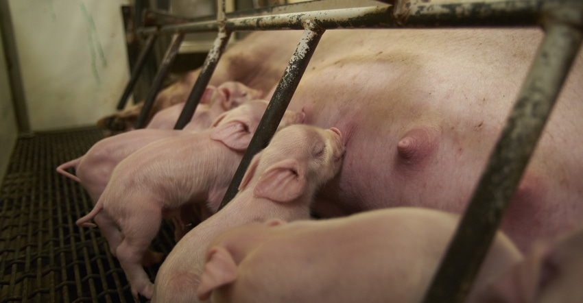 Understanding the Infection Chain to improve swine herd health and maximize ROI