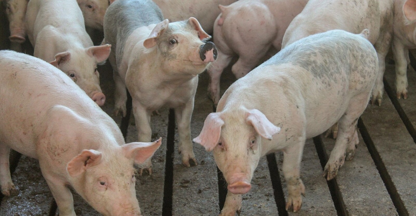 Grow-finish pigs in a barn Grow-finish pigs in a barn