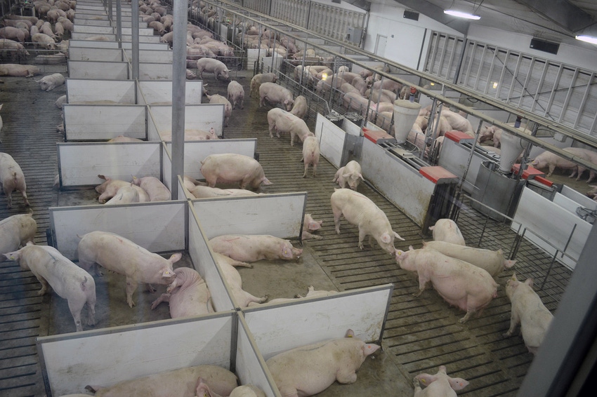 Training sows, gilts key to ESF success