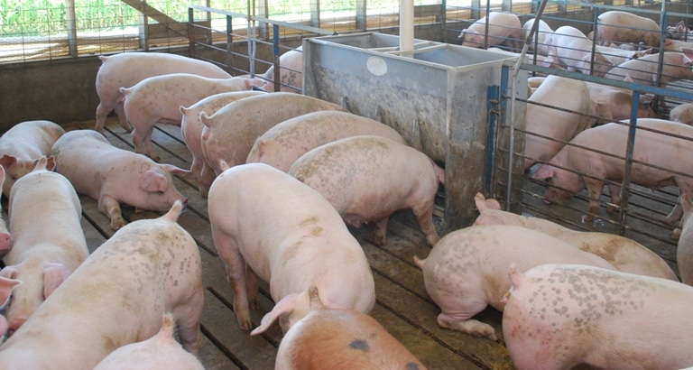 Pork Production: Is It Up or Down?