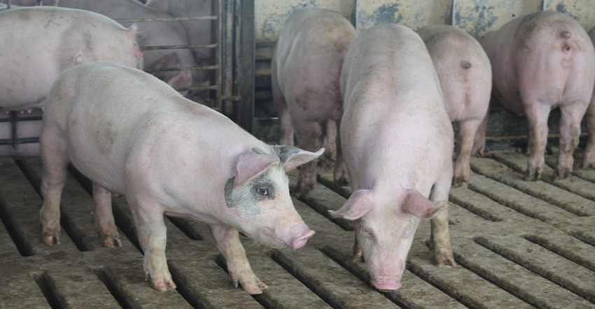 Finishing hogs in a pen on a farm
